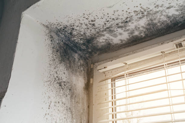 Affordable Basement Mold Remediation solutions in Bellwood, VA